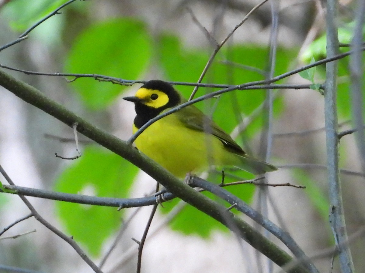 Hooded Warbler - Ezekiel  Van