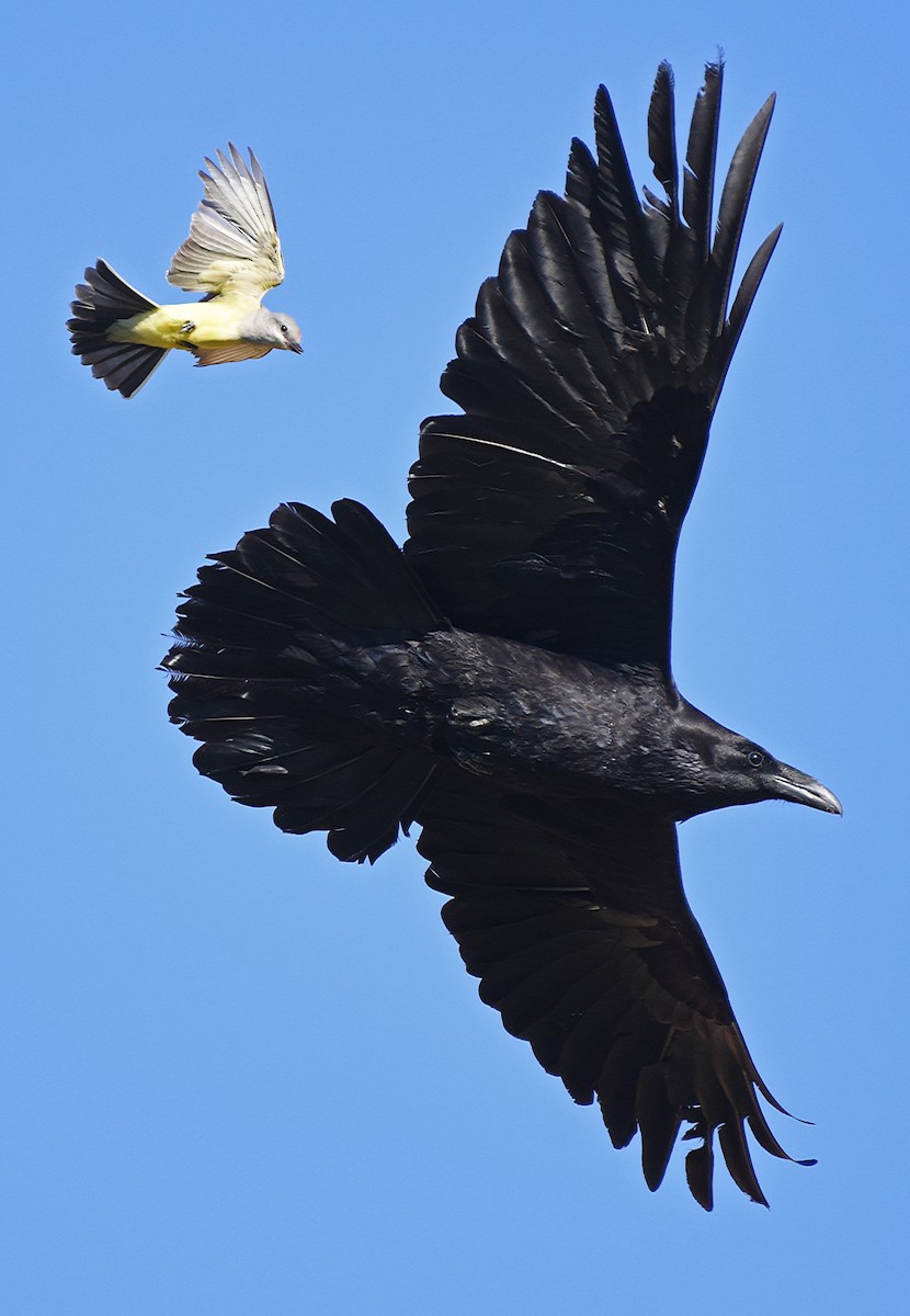 Common Raven - Steven Mlodinow