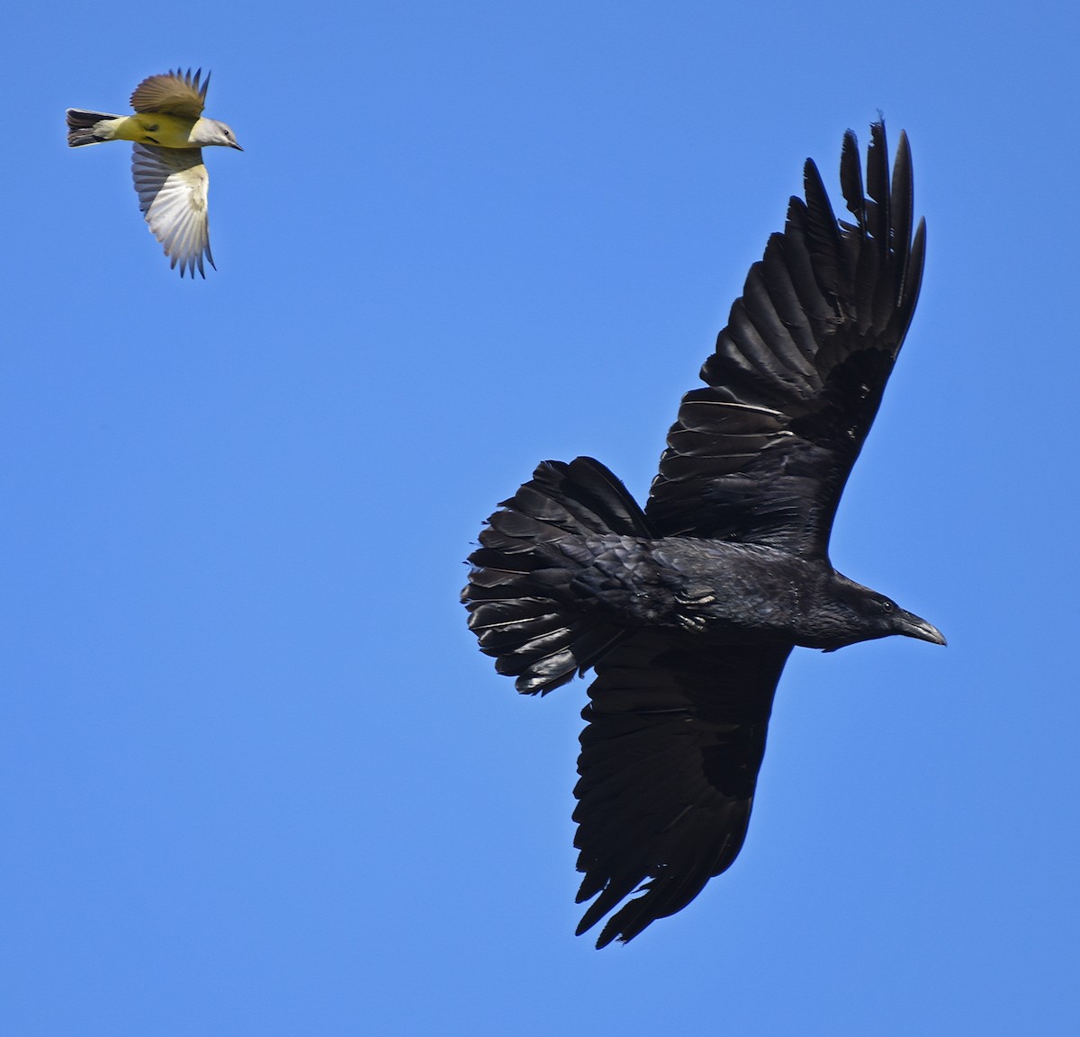 Common Raven - Steven Mlodinow