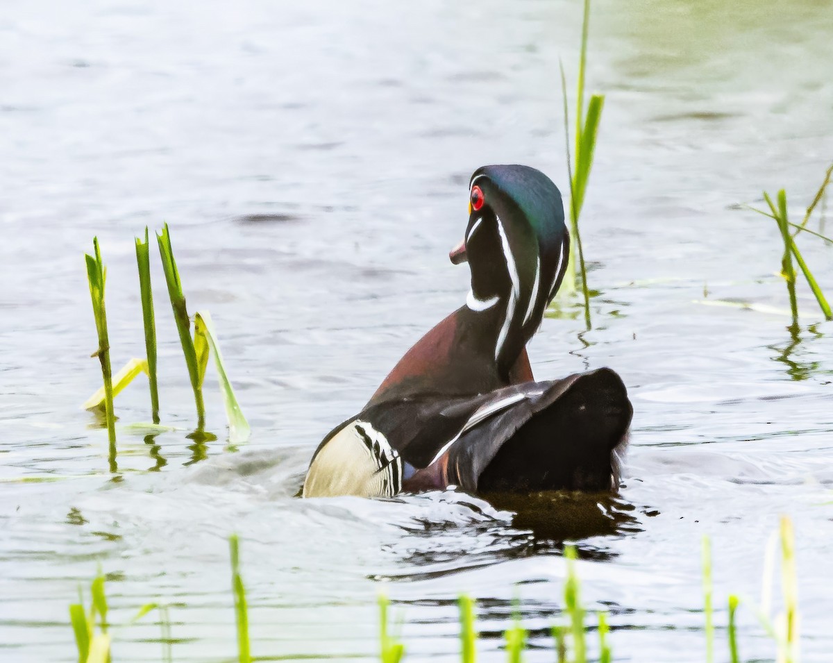 Wood Duck - Robert Bochenek