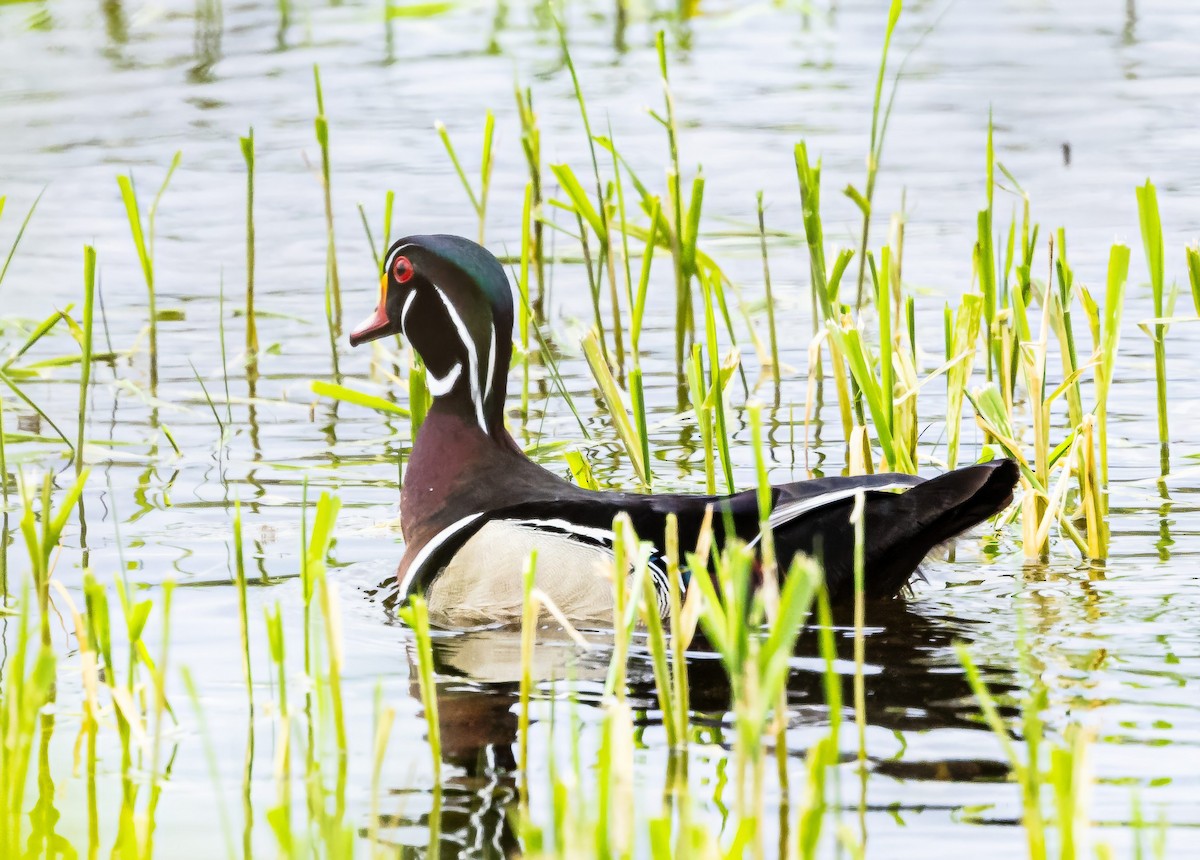 Wood Duck - Robert Bochenek