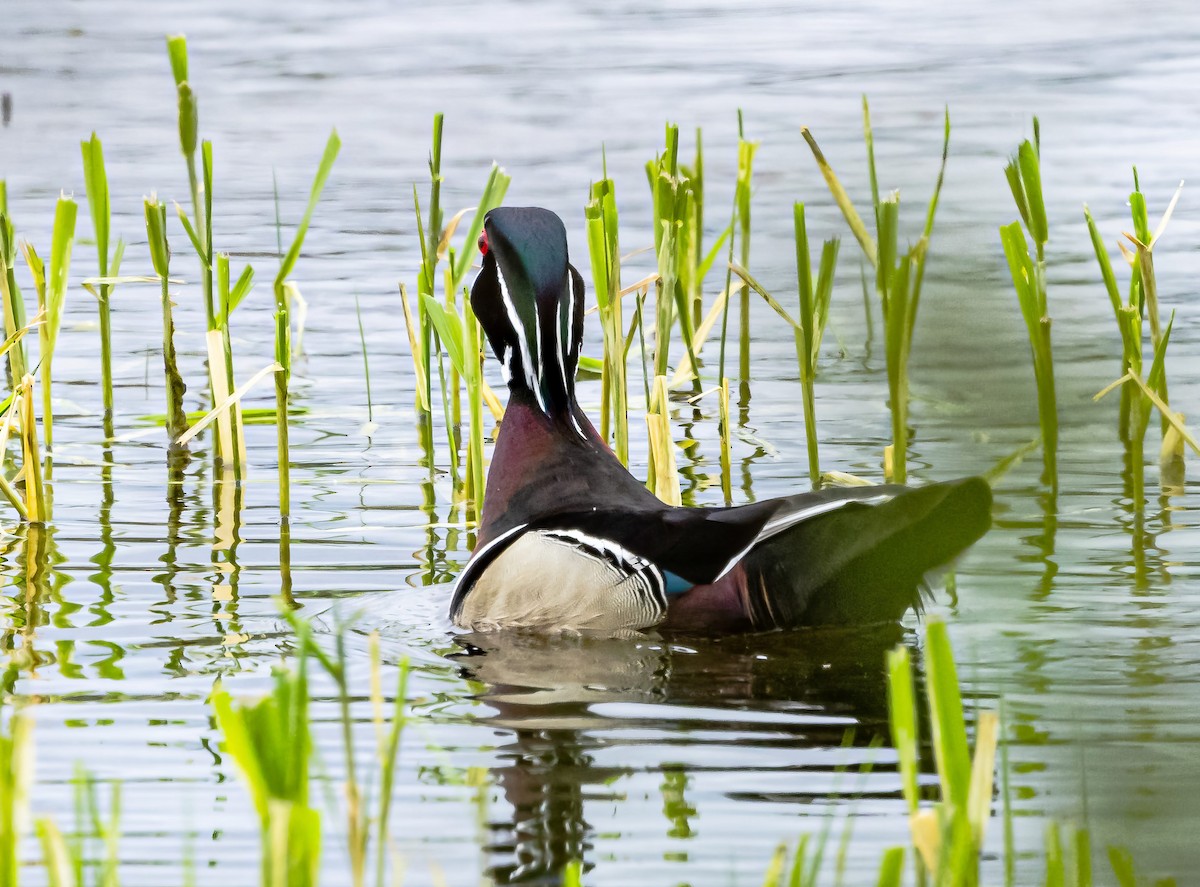 Wood Duck - ML618863616