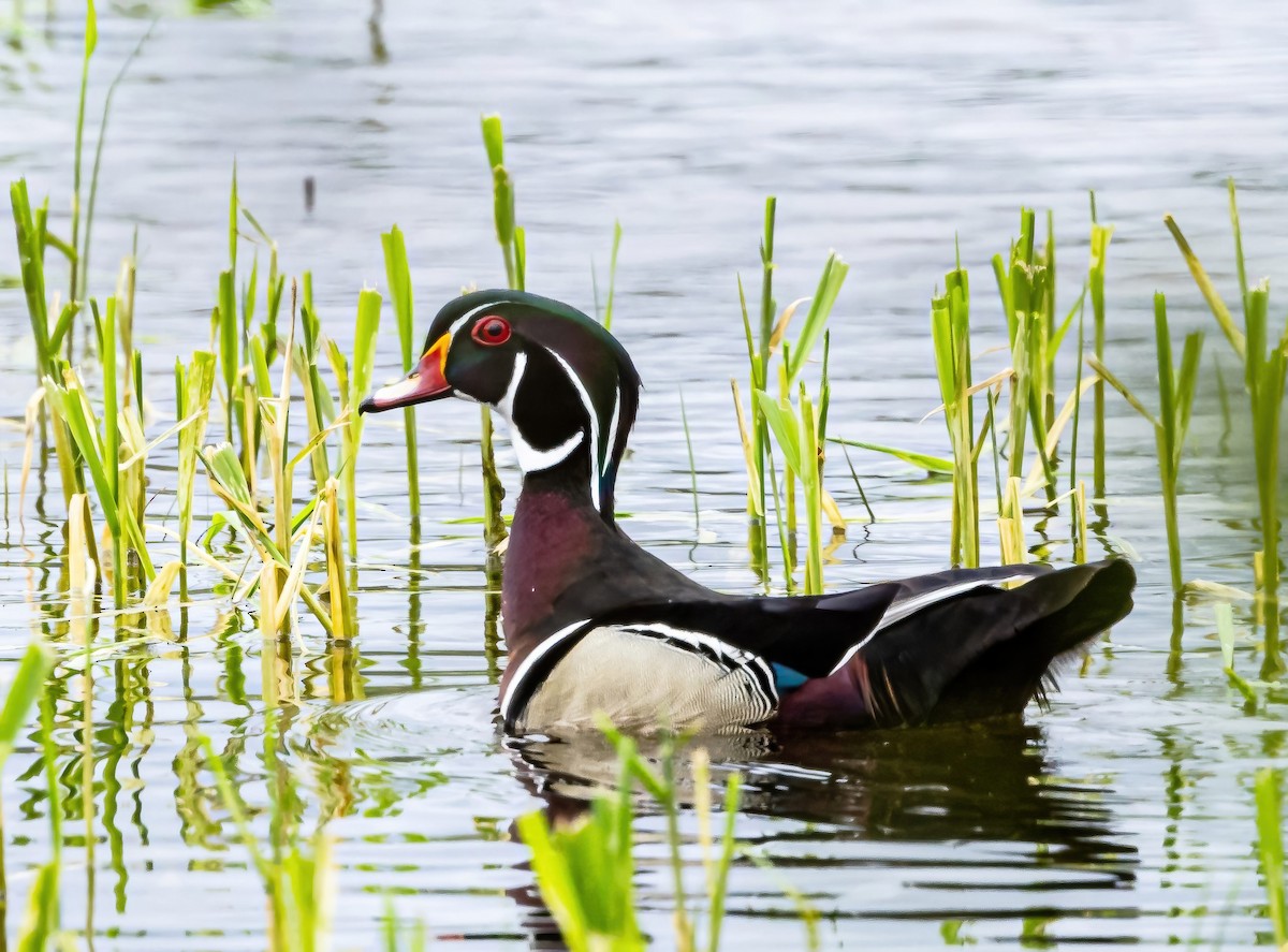 Wood Duck - Robert Bochenek