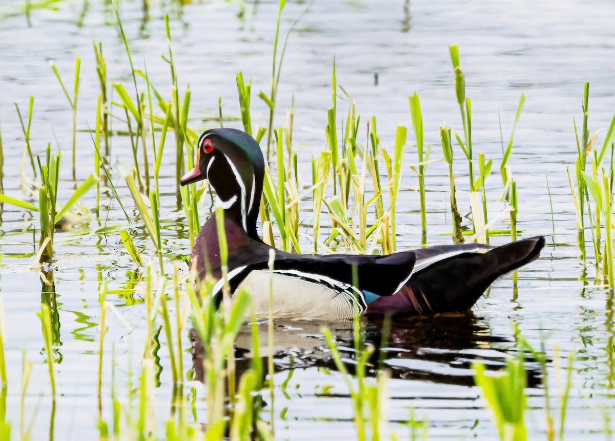 Wood Duck - Robert Bochenek