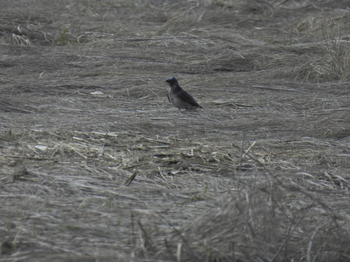 Purple Martin - ML618863621