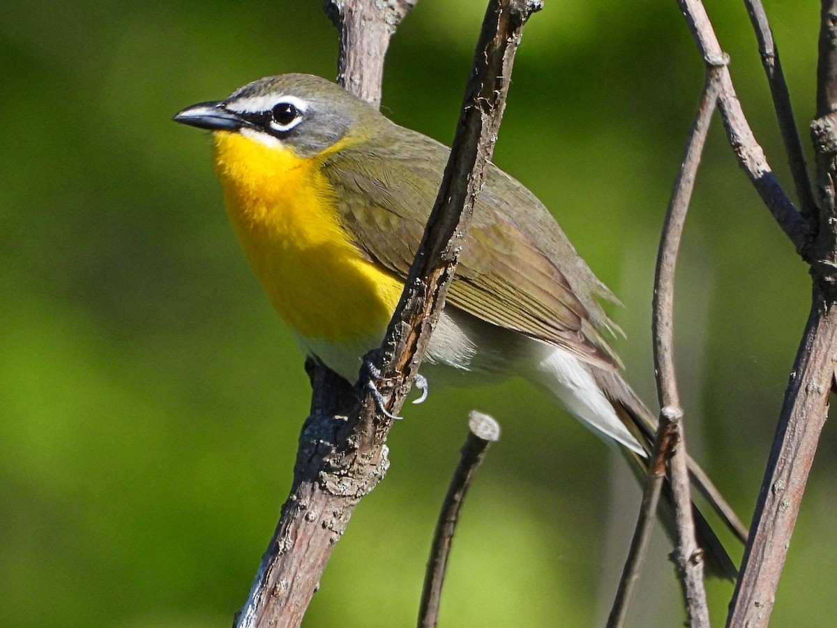 Yellow-breasted Chat - Mary Leigh