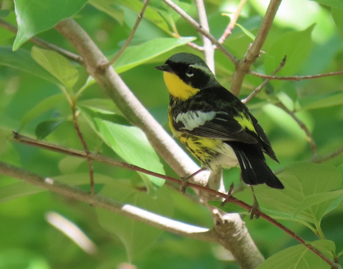 Magnolia Warbler - Heidi Eaton