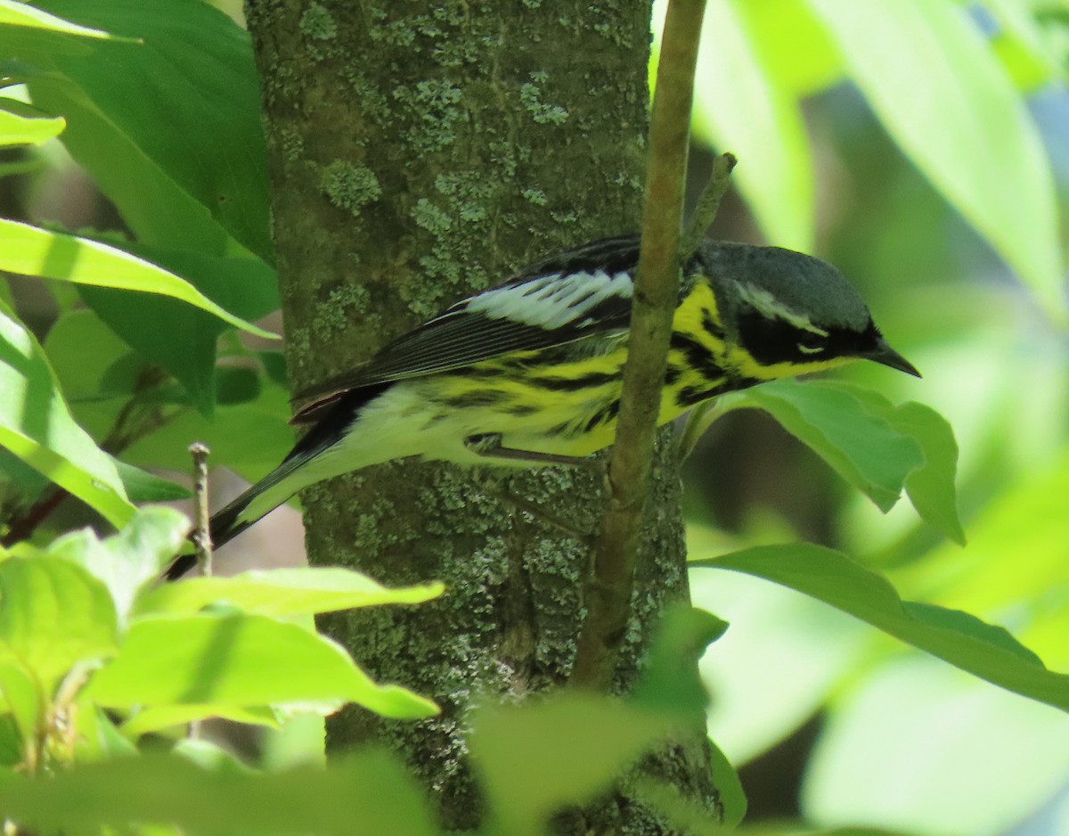 Magnolia Warbler - Heidi Eaton