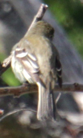 Least Flycatcher - Samuel Harris