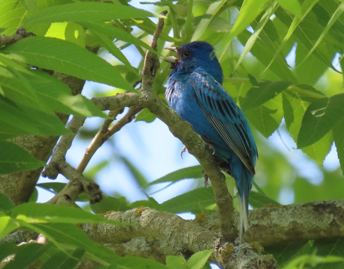 Indigo Bunting - Heidi Eaton