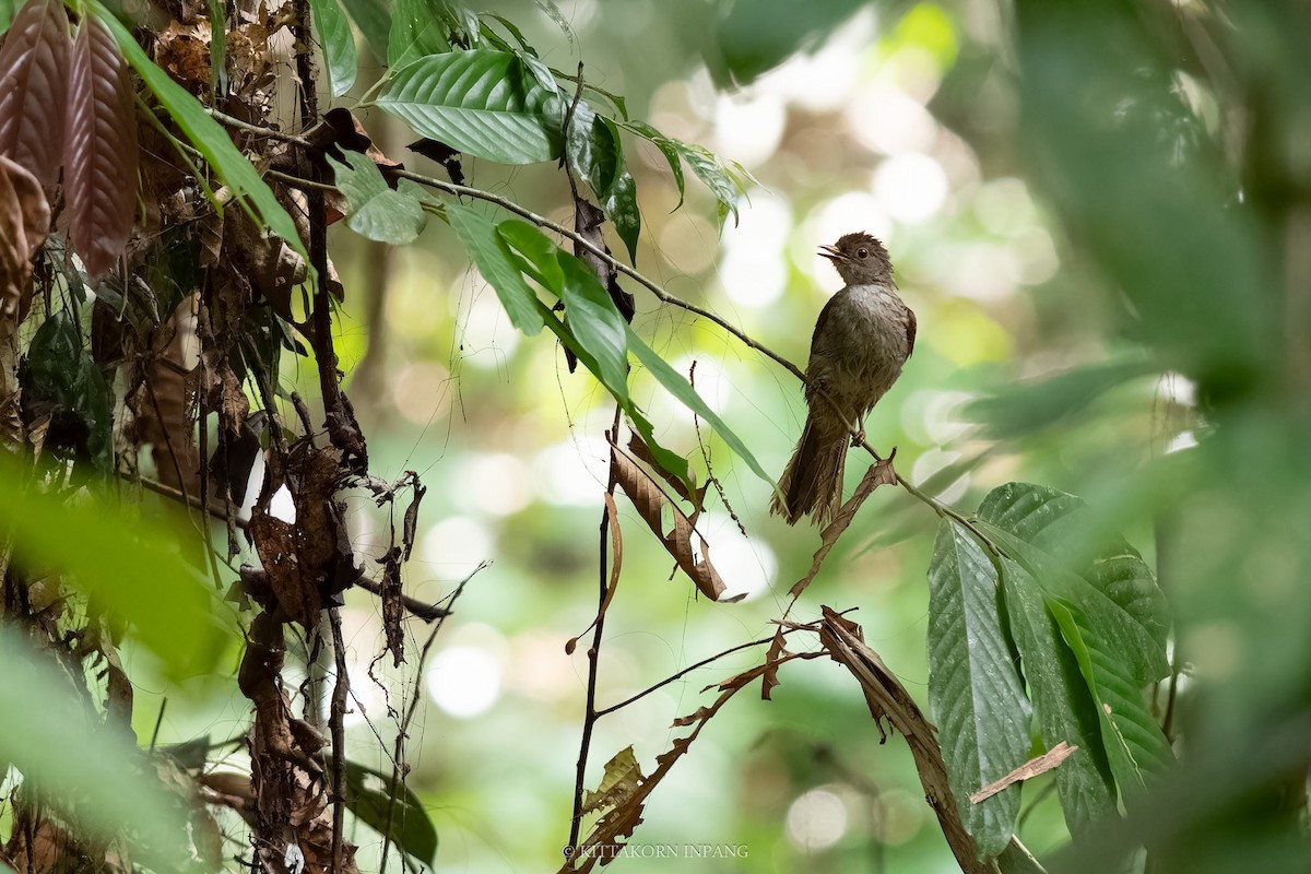 Spectacled Bulbul - Kittakorn Inpang