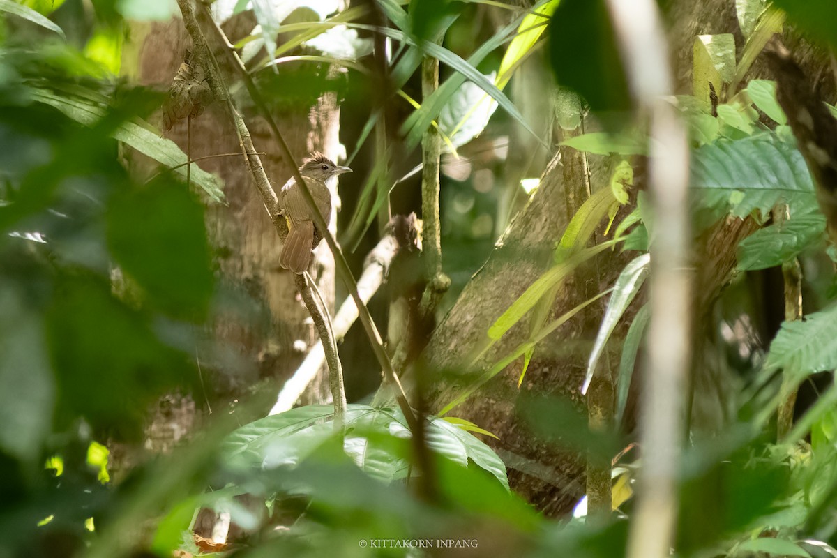 Gray-cheeked Bulbul - ML618863660