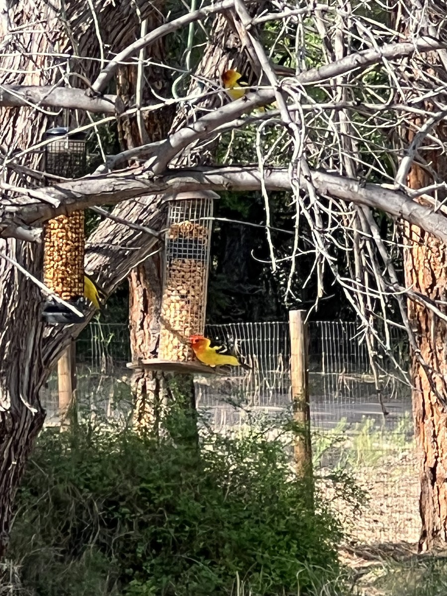 Western Tanager - ML618863667