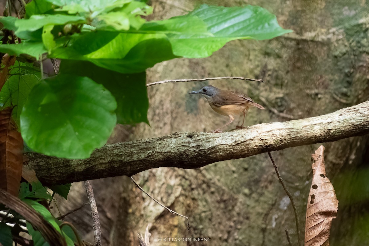 Short-tailed Babbler - Kittakorn Inpang