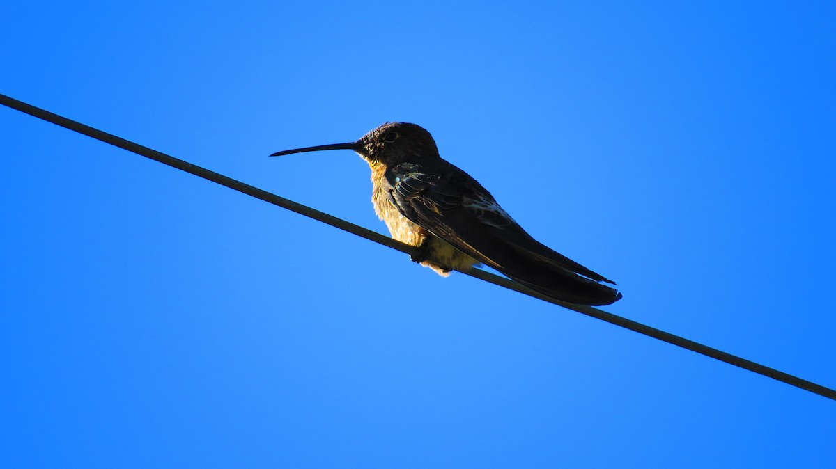 Giant Hummingbird - Ricardo Fernandez