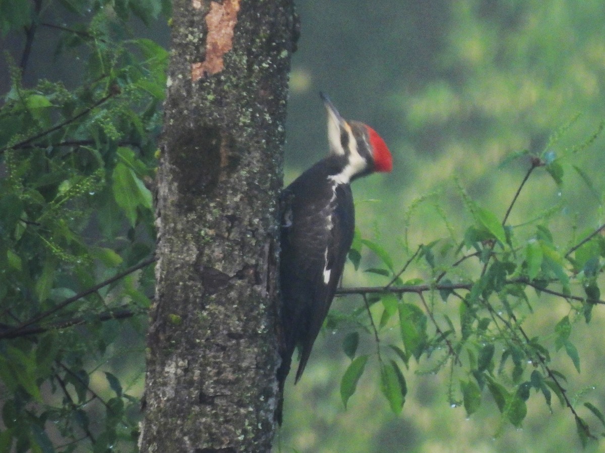 Pileated Woodpecker - Kimberly Berry