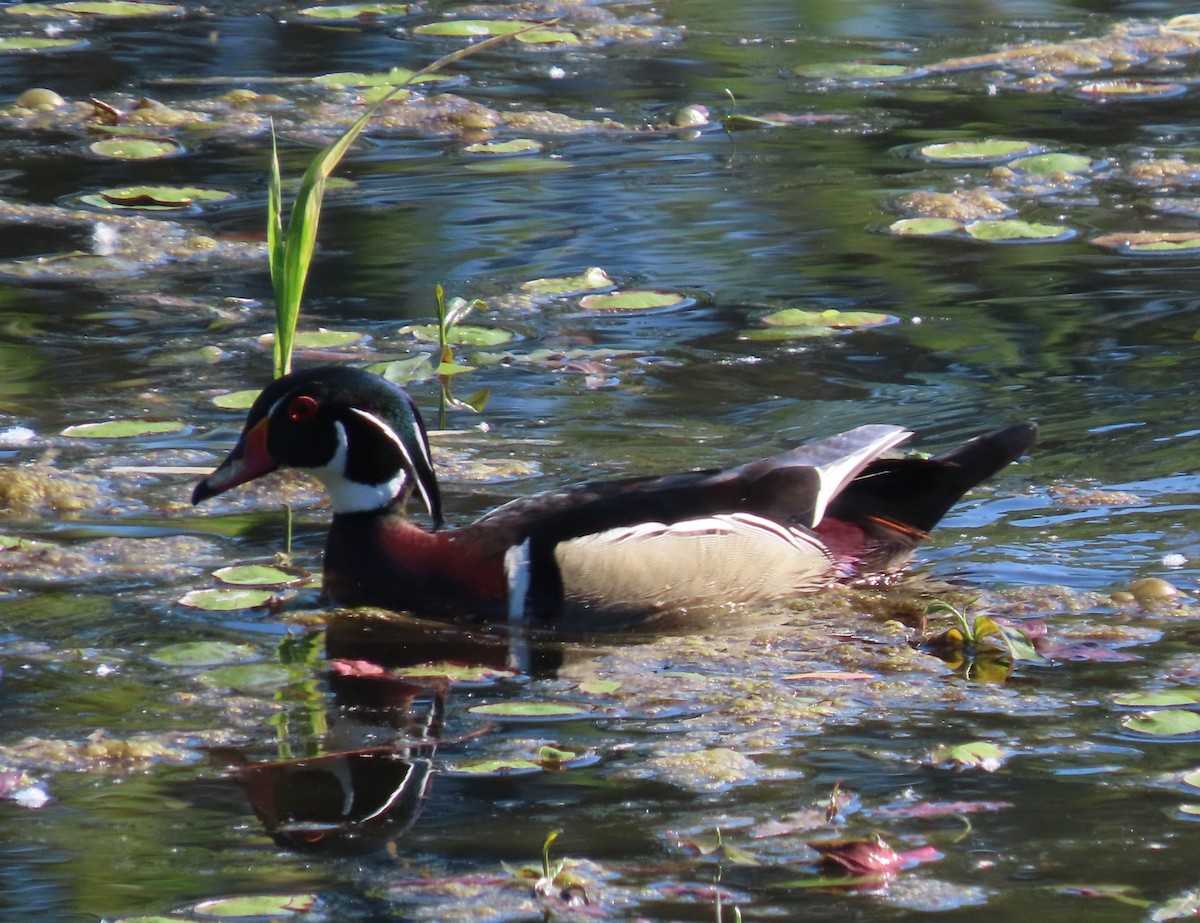 Wood Duck - ML618863688