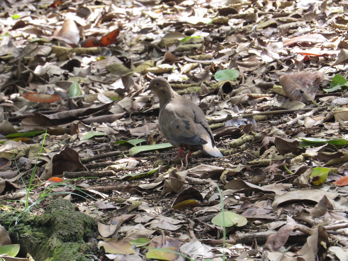 Eared Dove - Francy Lopez Garcia