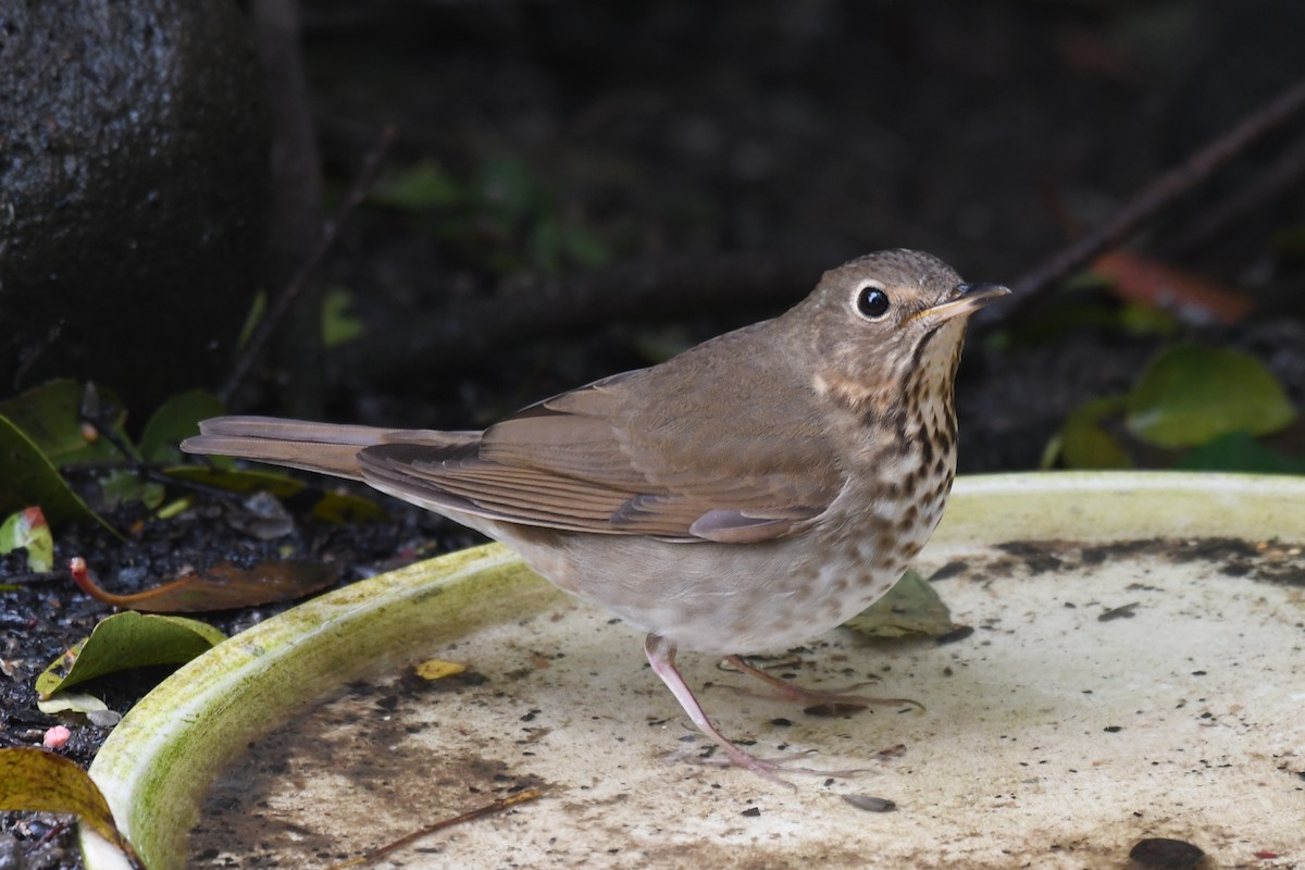 Swainson's Thrush - Kevin Lapp