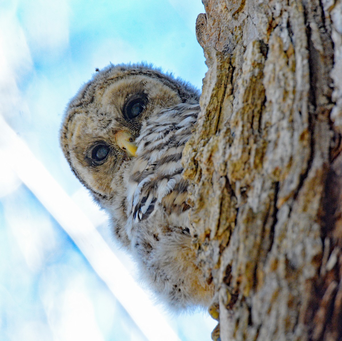 Barred Owl - Michael J Good