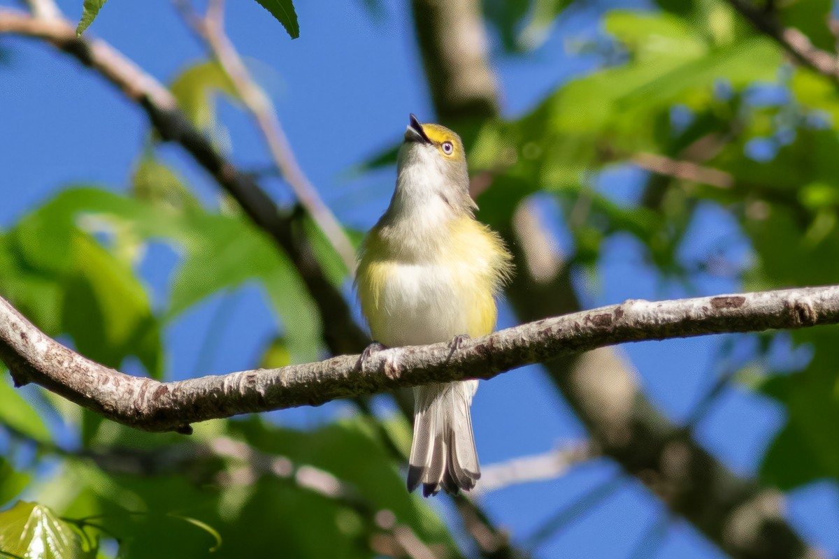 White-eyed Vireo - Kyle Wesloh