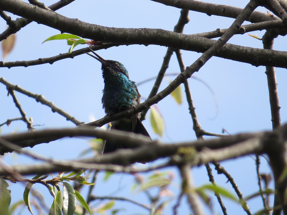 kolibřík modrolící - ML618863732