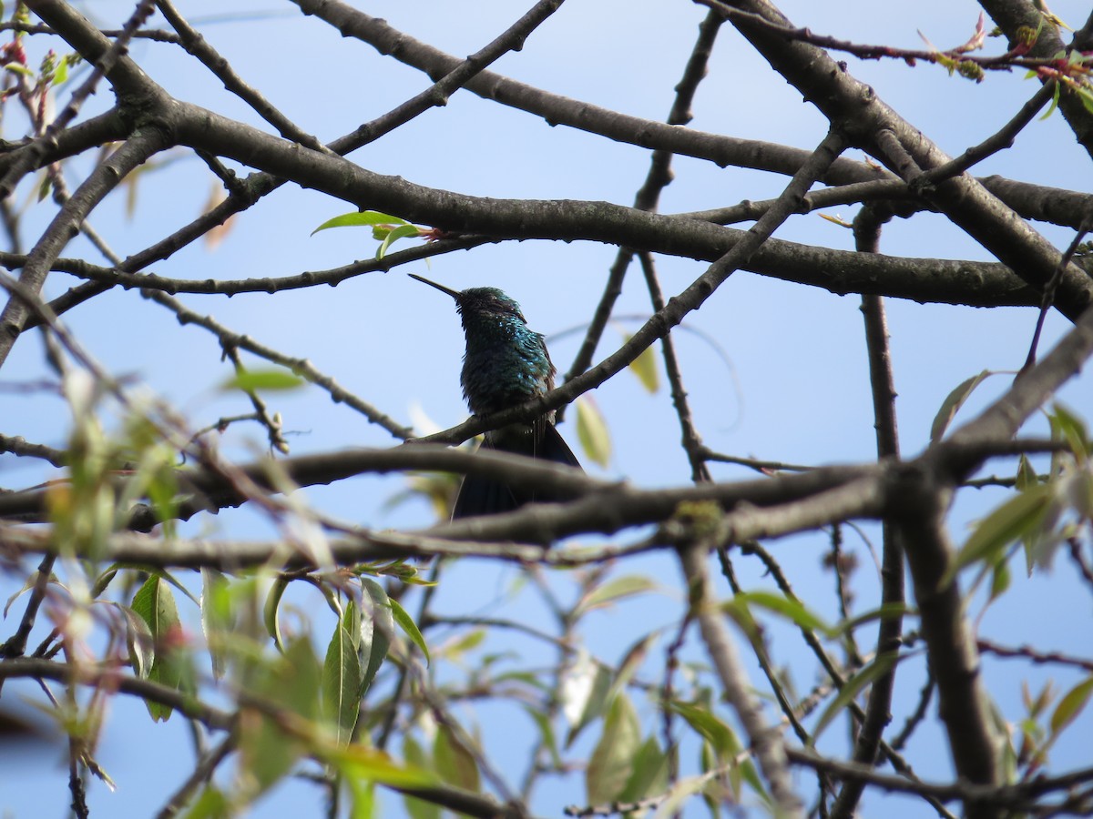 kolibřík modrolící - ML618863735