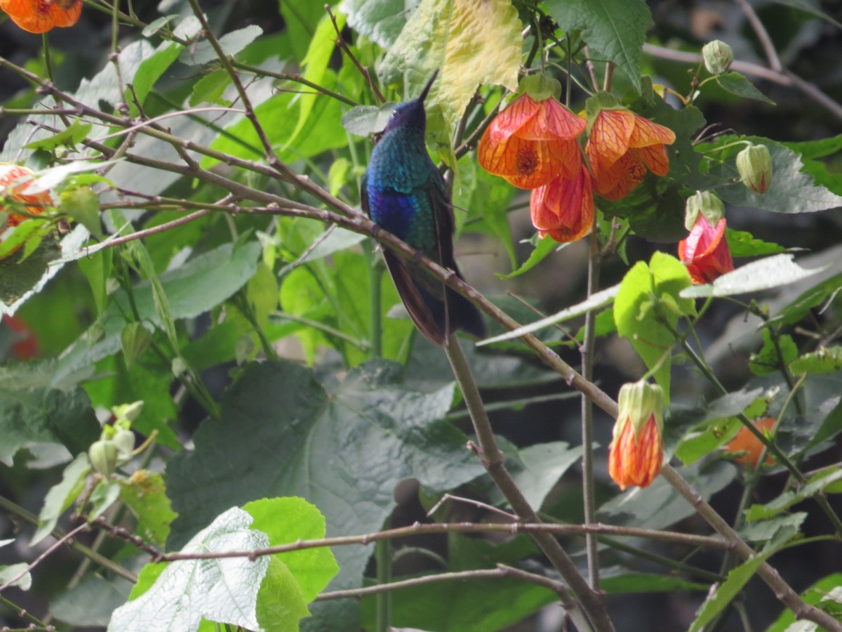 Colibrí Rutilante - ML618863736