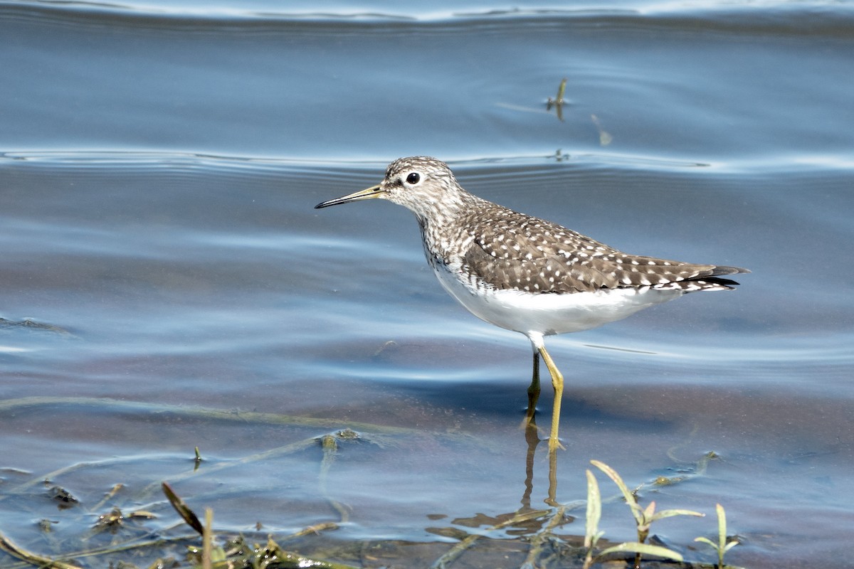 Solitary Sandpiper - Peter Weber 🦉