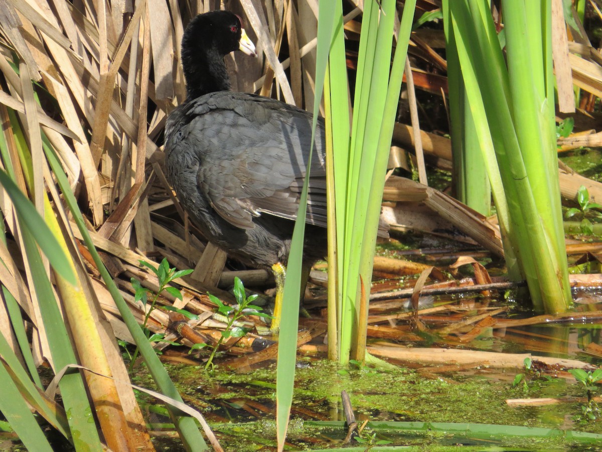 American Coot - ML618863789