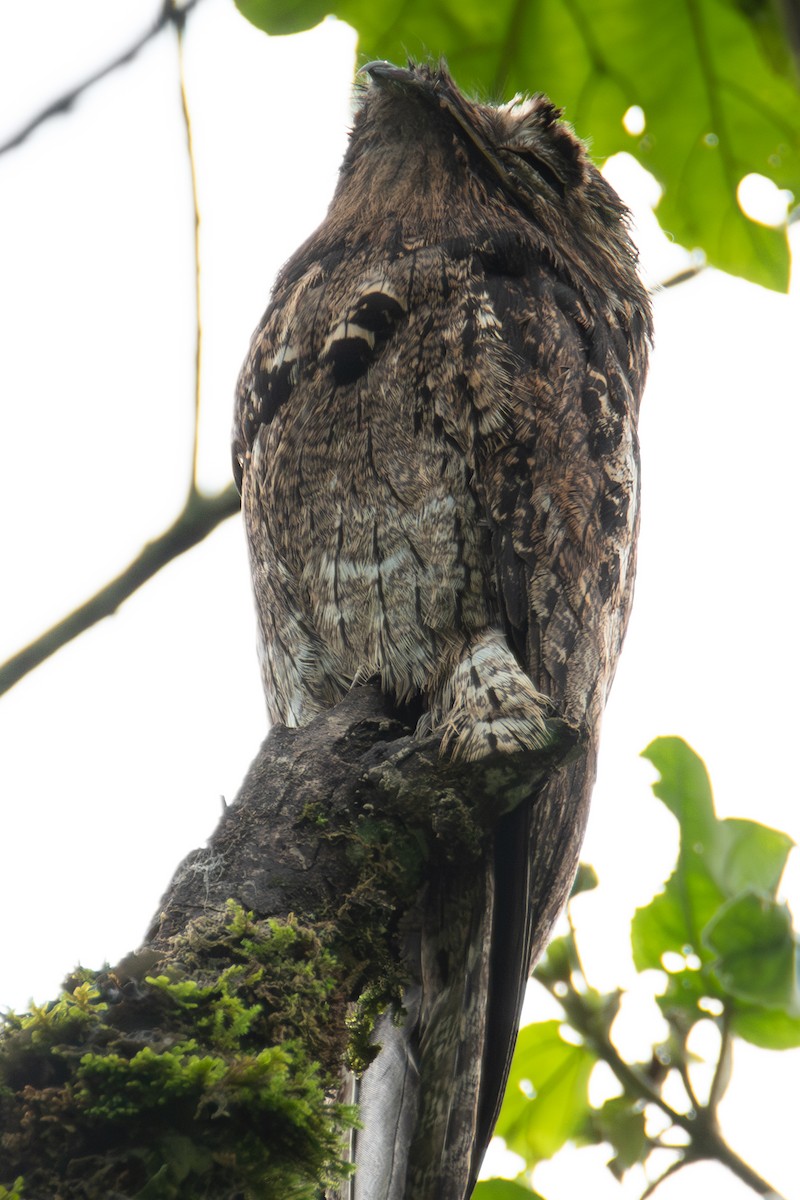 Common Potoo - Lina Florez