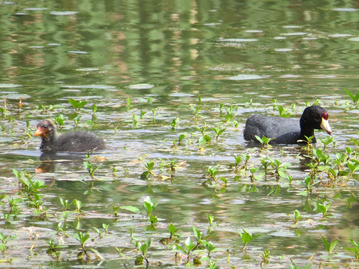 American Coot - ML618863792