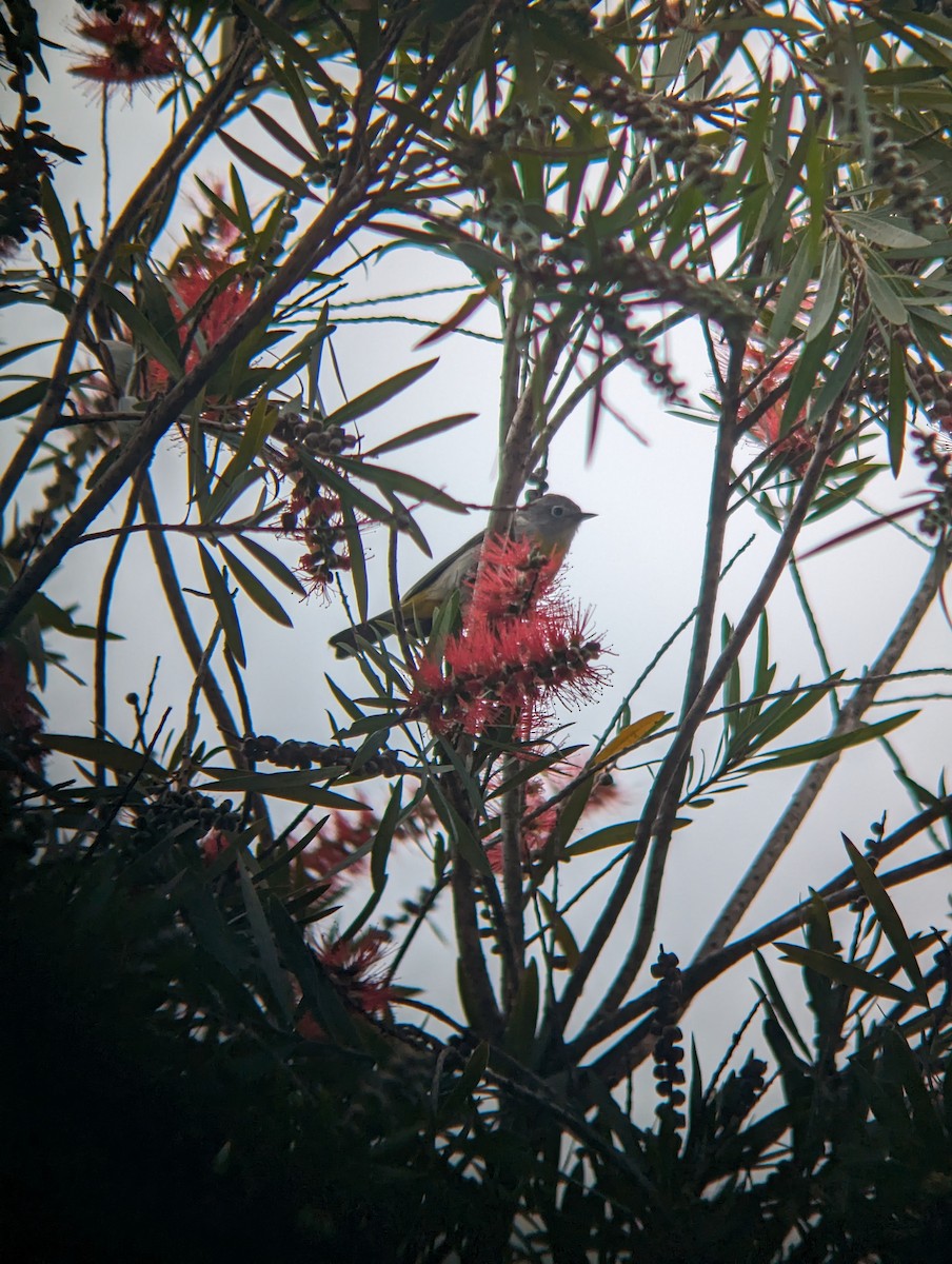 Virginia's Warbler - ML618863827
