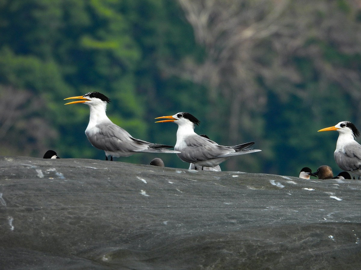 Great Crested Tern - Arun Singh: Andaman Bird Tour