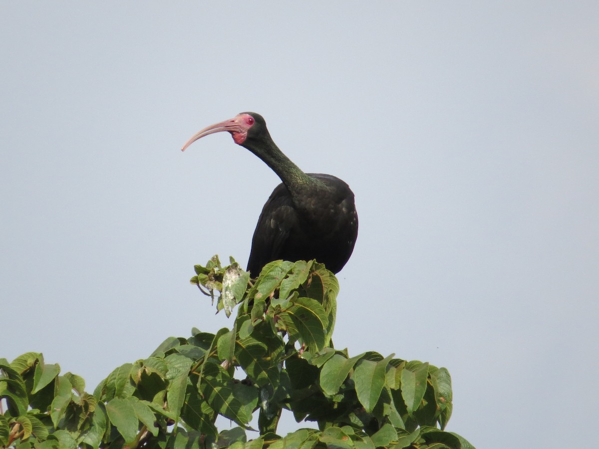 ibis tmavý - ML618863846