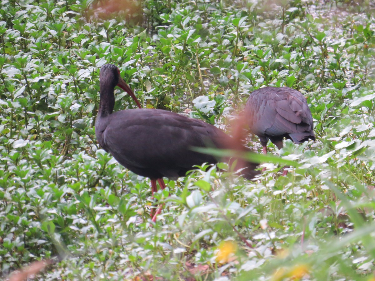 ibis tmavý - ML618863847