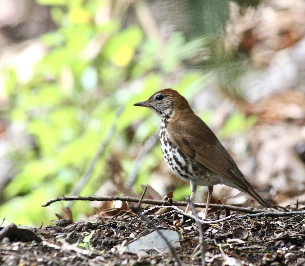 Wood Thrush - Adrien C