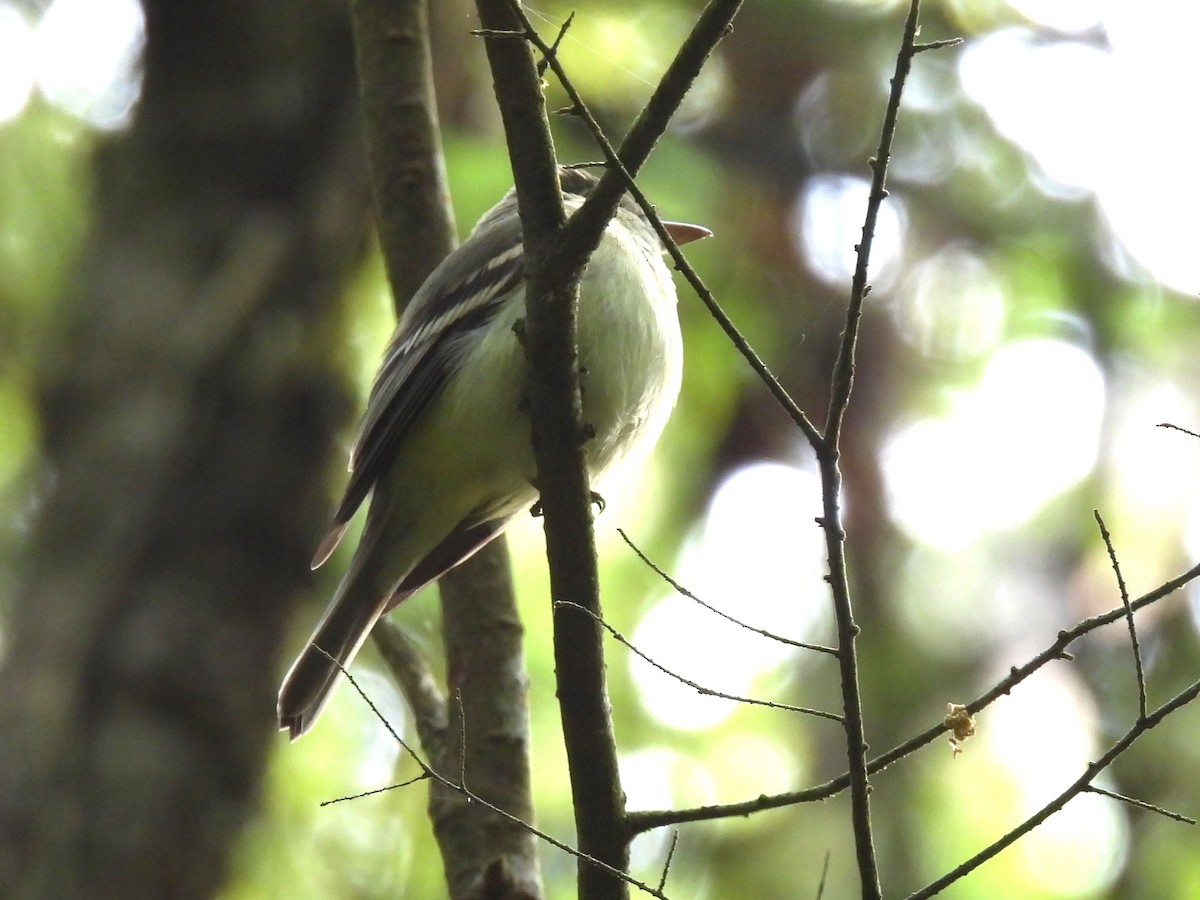 Acadian Flycatcher - Kimberly Berry