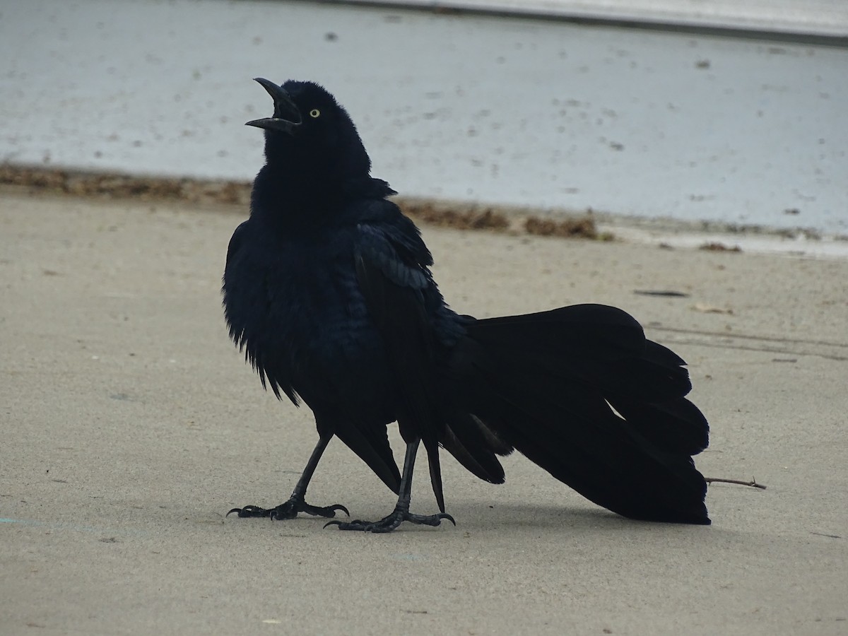 Great-tailed Grackle - Baylor Cashen