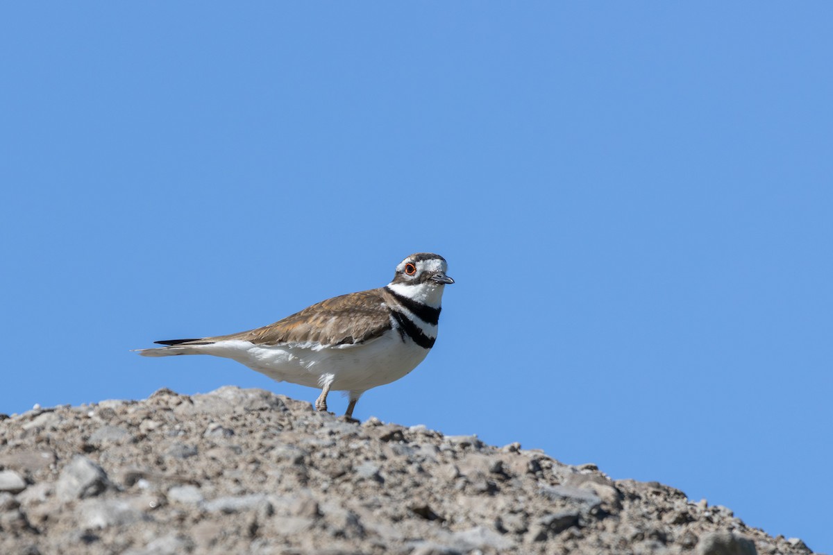 Killdeer - Joe Schuller