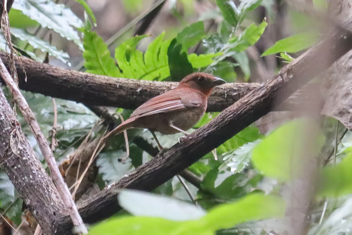 Red-crowned Ant-Tanager - Jose Abelardo Sanchez