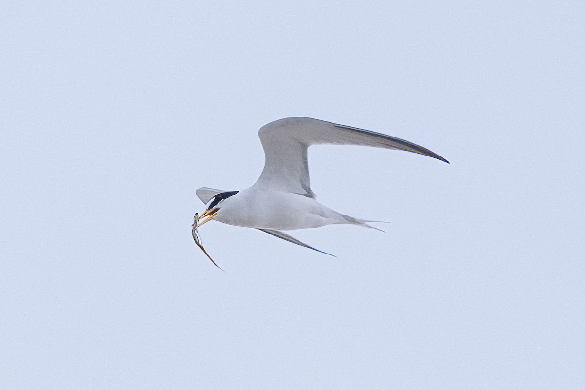 Least Tern - Shori Velles