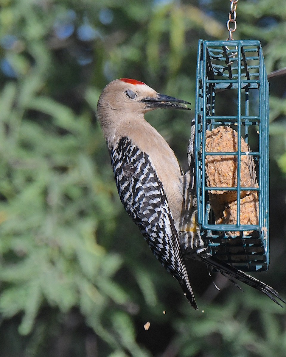 Gila Woodpecker - Ted Wolff