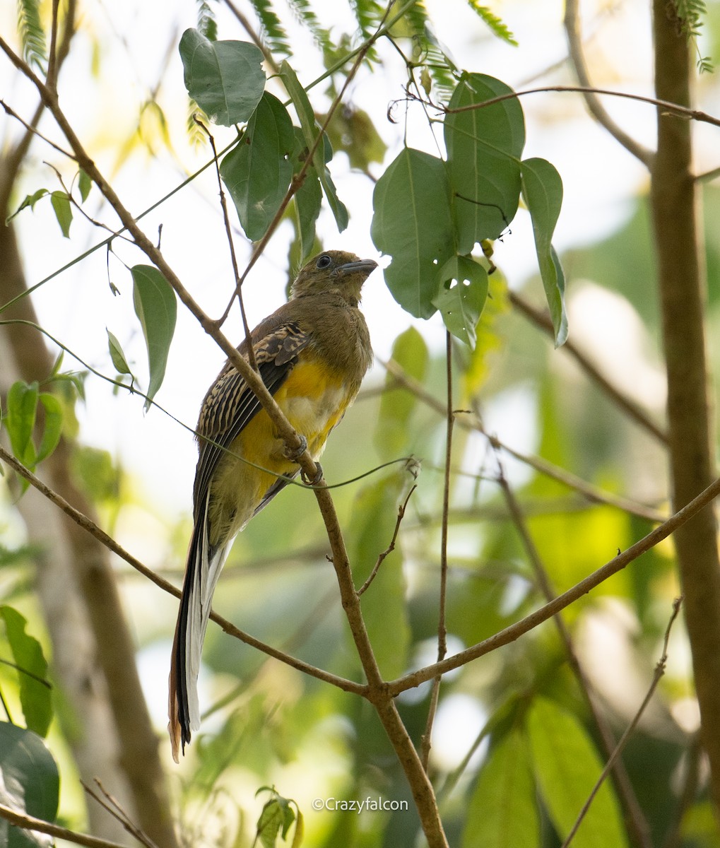 trogon oranžovoprsý - ML618863903