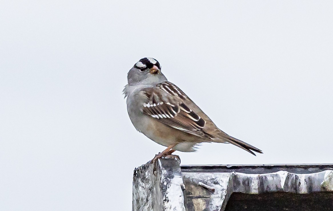 White-crowned Sparrow - Robert Bochenek