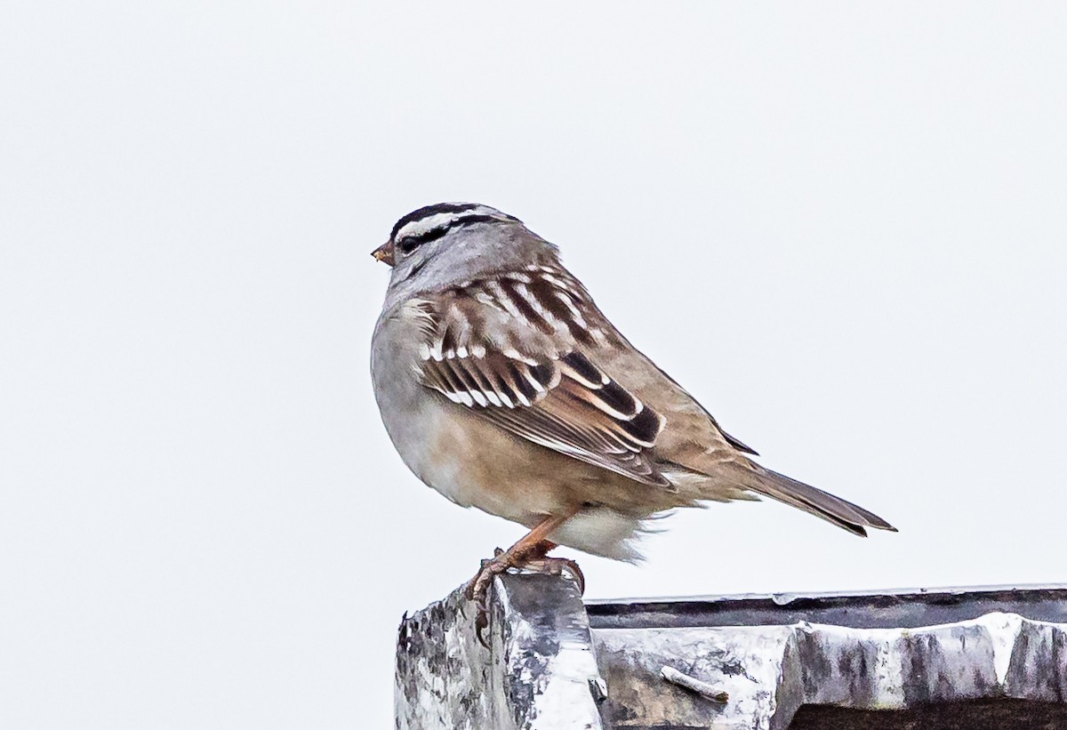 White-crowned Sparrow - Robert Bochenek