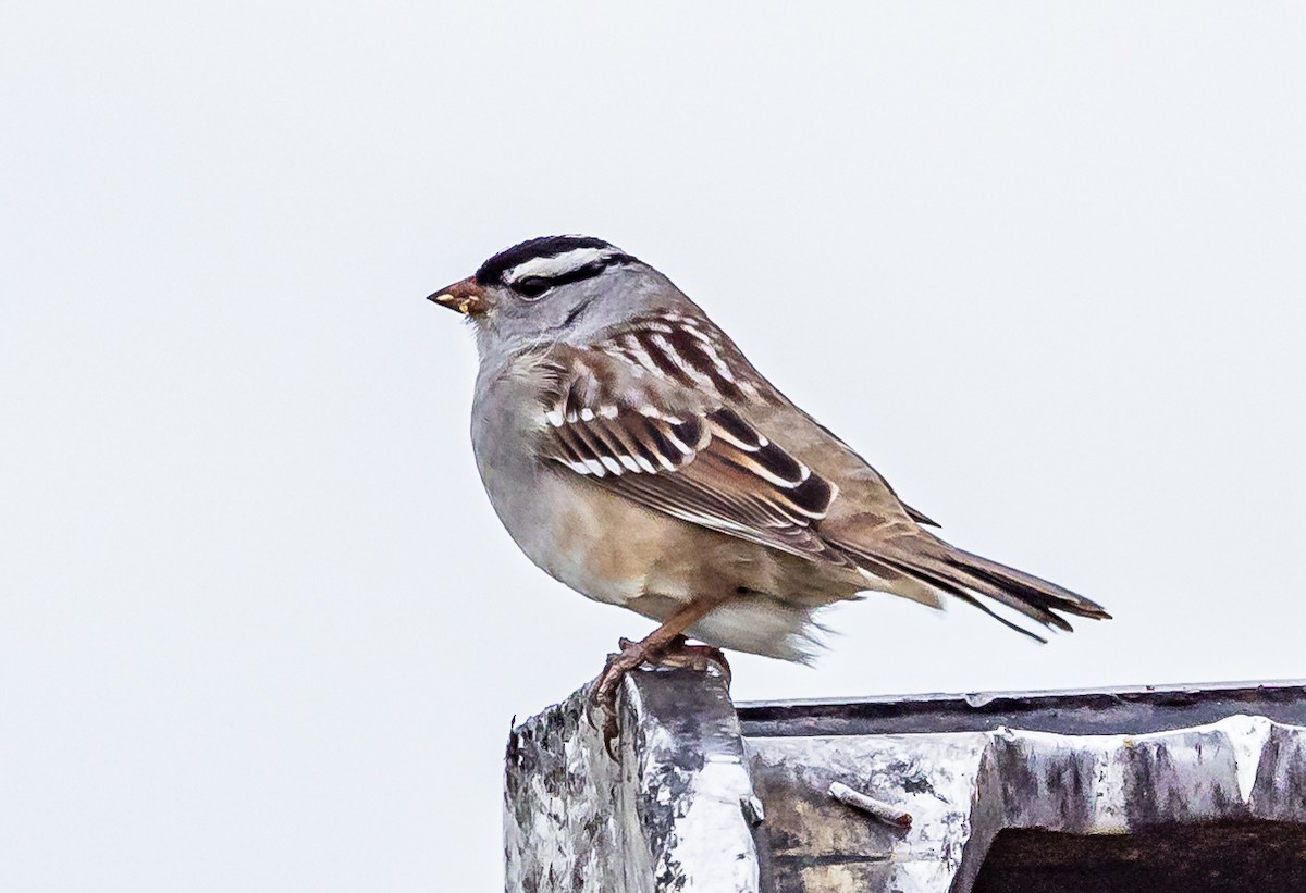 White-crowned Sparrow - Robert Bochenek