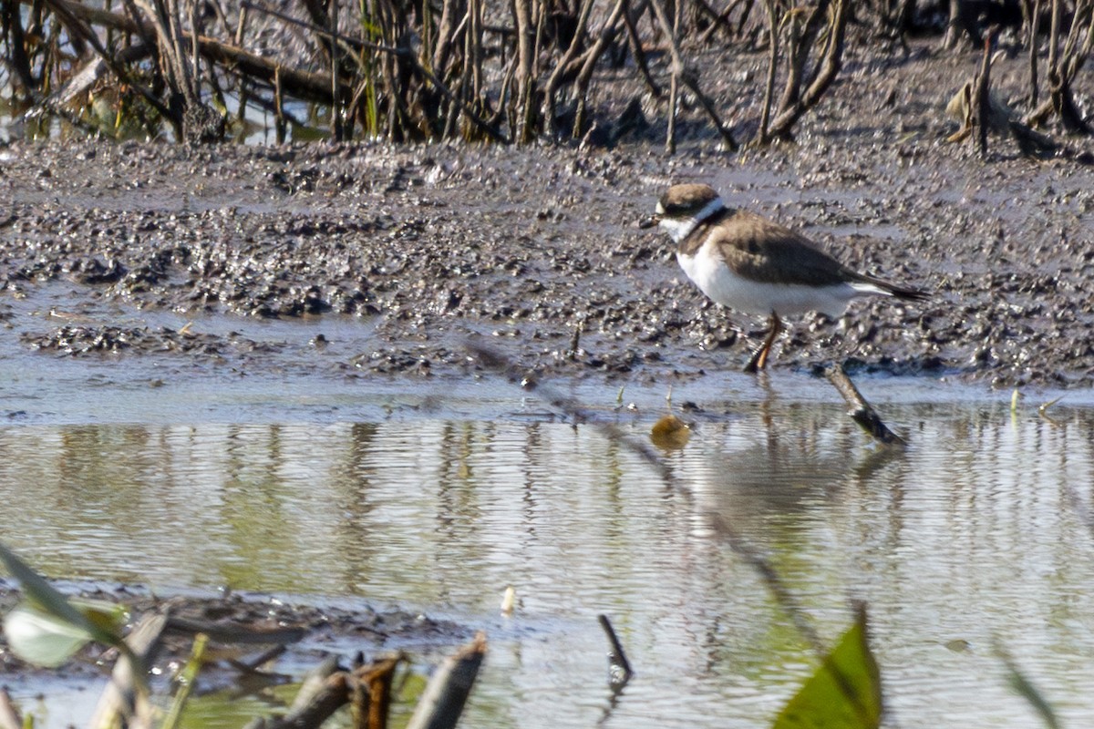 Semipalmated Plover - Joe Schuller