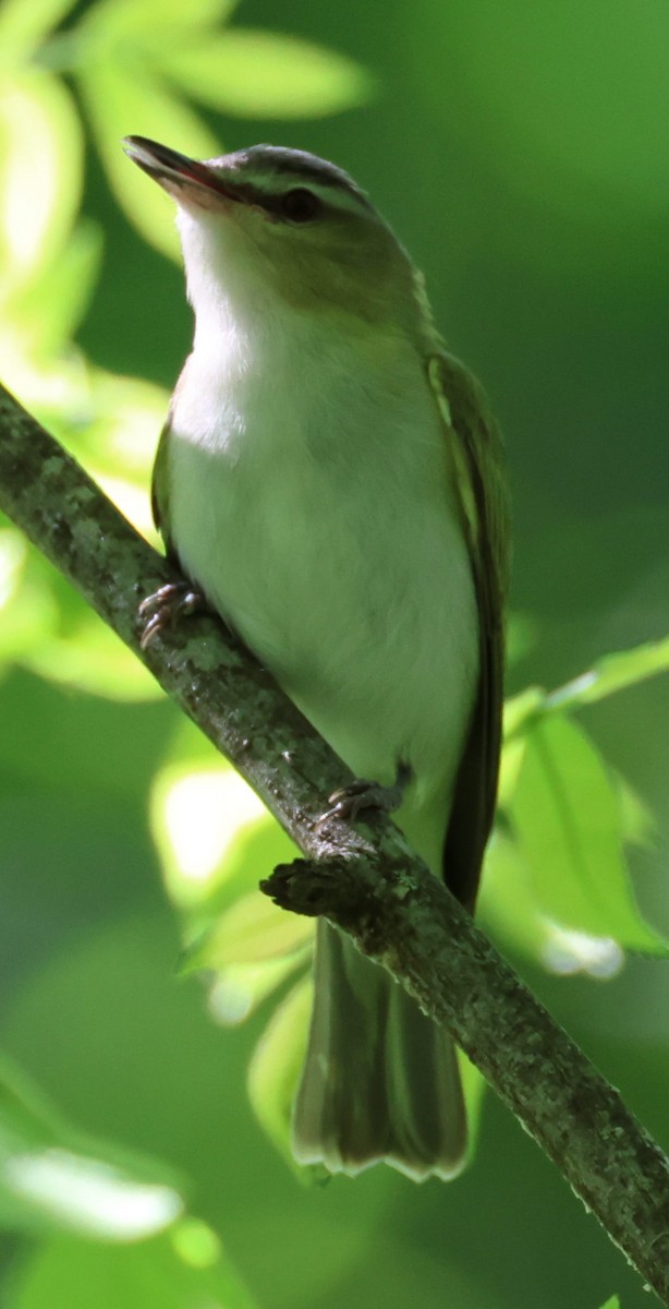 Red-eyed Vireo - Kenneth  Thompson