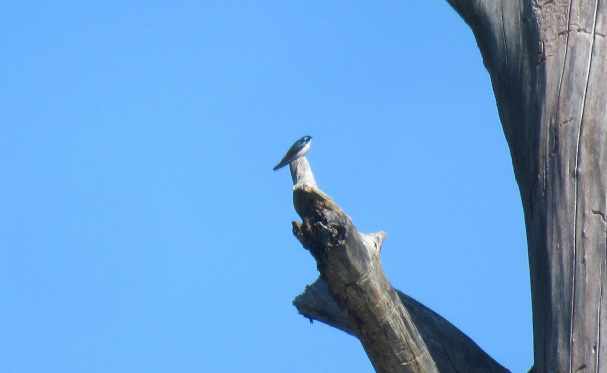 Tree Swallow - Anonymous